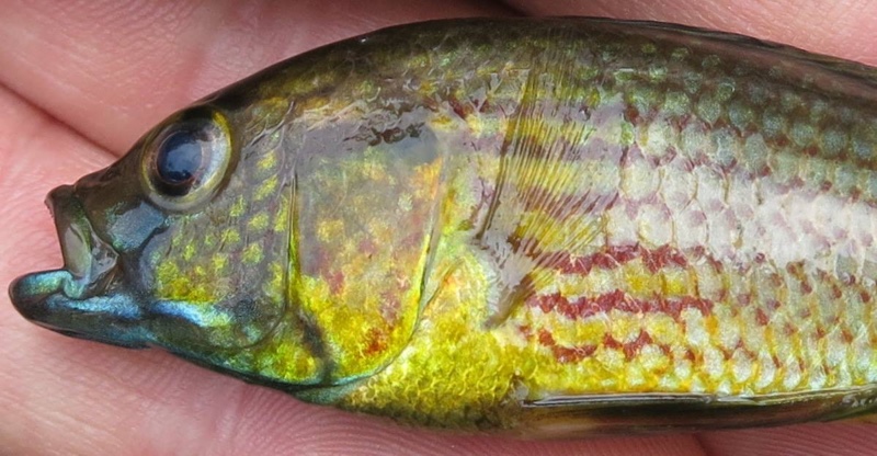 Astatoreochromis straeleni 'Uppermost Malagarasi River'